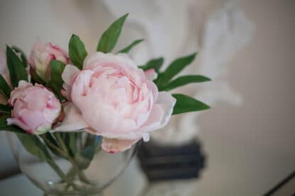 Pale Pink peonies in glass vase