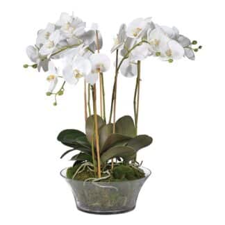 White Orchid Plant with Moss in a Glass Bowl