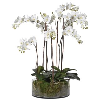 A realistic and pretty white Orchid  Plant with moss in a Glass Bowl