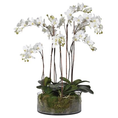 A realistic and pretty white Orchid Plant with moss in a Glass Bowl