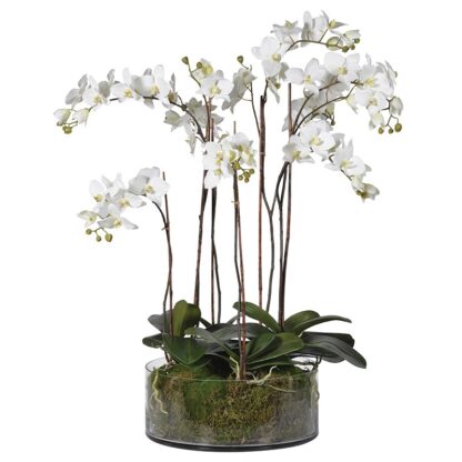 A realistic and pretty white Orchid  Plant with moss in a Glass Bowl