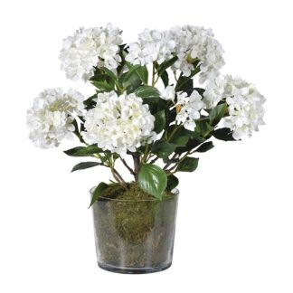 White hydrangea plant in glass pot