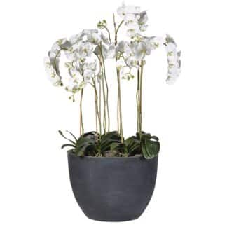 Large White Orchid In A Large Dark Grey Pot