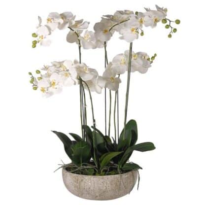 A White Orchid Plant in Stone-Look Bowl
