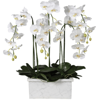 A White Orchid Plant in Marble Look Planter