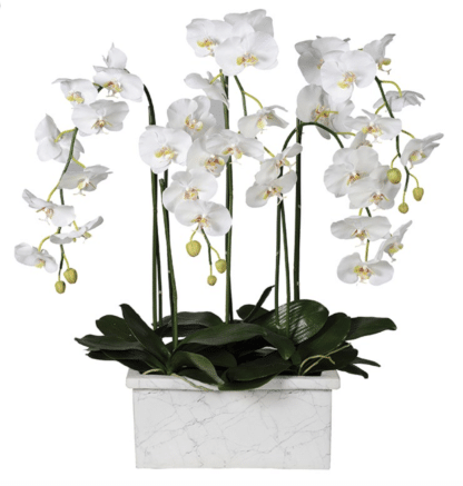 A White Orchid Plant in Marble Look Planter