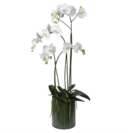 White Orchid Plants in Glass Cylinder Vase