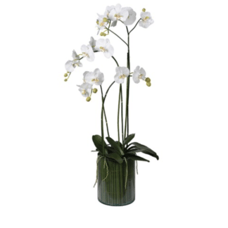 White Orchid Plants in Glass Cylinder Vase