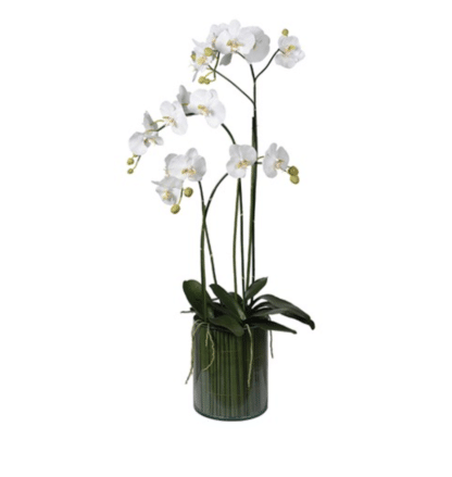 White Orchid Plants in Glass Cylinder Vase