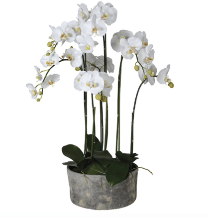White Orchid Plants in Round Grey Cement Pot