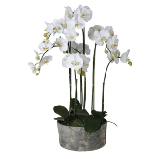 White Orchid Plants in Round Grey Cement Pot