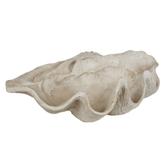 Decorative Clam Shell