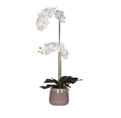 white orchid with taupe pot