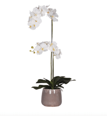 white orchid with taupe pot