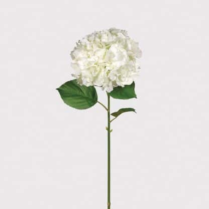 Full Bloom Large White Single Stem Hydrangea