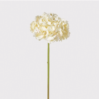 A Cream Single Hydrangea Stem