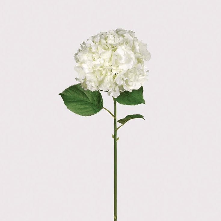 full bloom large white single stem hydrangea