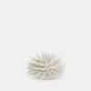 Cream Sea Urchin