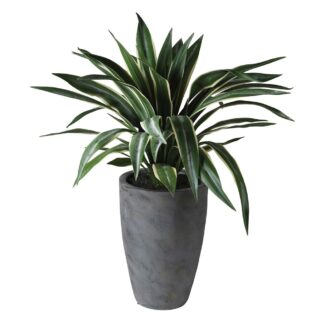 Ribbon plant in black pot