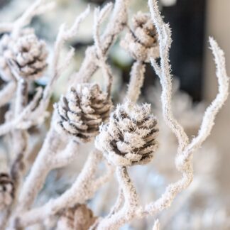Snow Pinecone Twig Stem