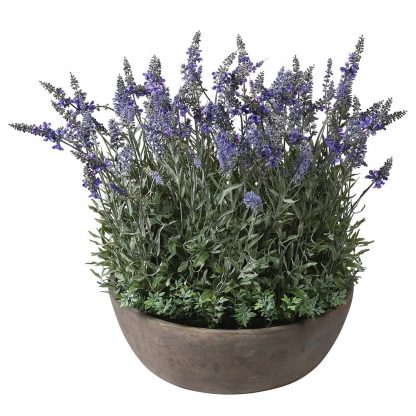 Ballerina Lavender Plant