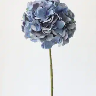 elegant blue hydrangea
