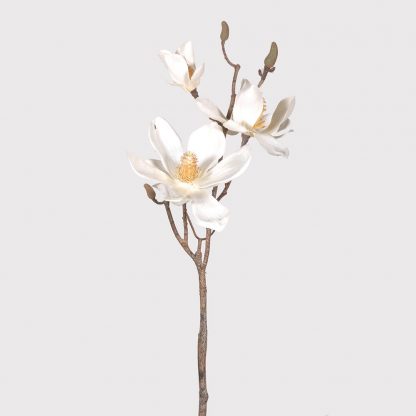 Cream magnolia stem