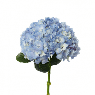 Large Blue Elegant Hydrangea