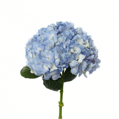 Large Blue Elegant Hydrangea