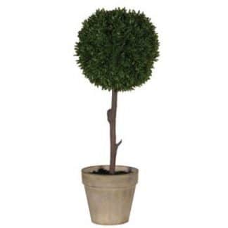 Green Boxwood Ball In Brown Pot