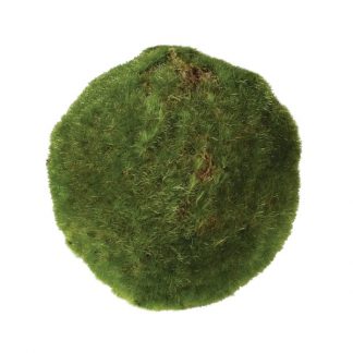 small green moss ball
