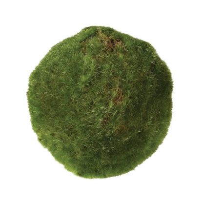 small green moss ball