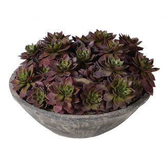 Brown and Green Echeveria Plants in Grey Cement Bowls