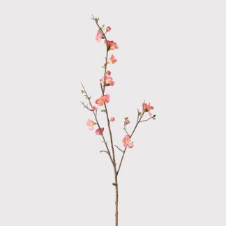 Japanese Quince Spray