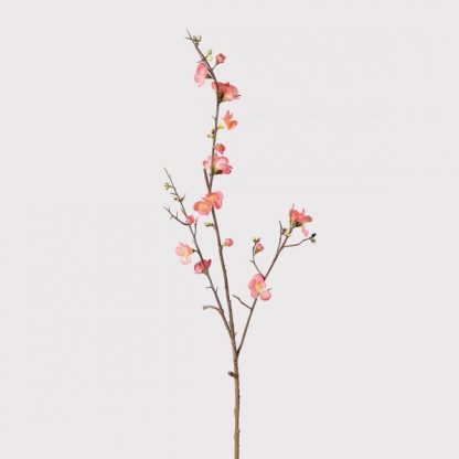 Japanese Quince Spray