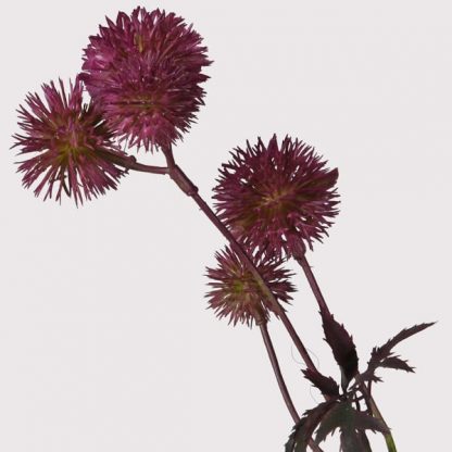 Purple Globe Thistle Spray