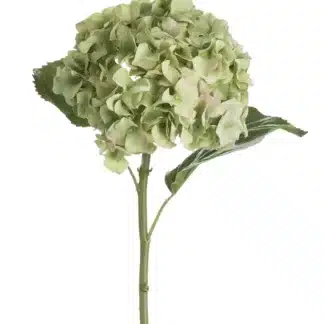 green hydrangea