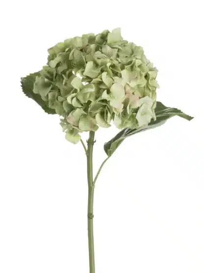 green hydrangea