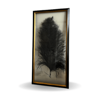 Large black feather in framed in glass and black picture Frame