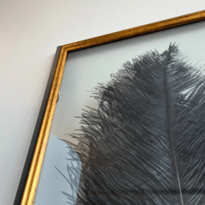 Large black feather in framed in glass and black picture Frame