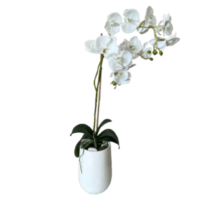 white pot orchid