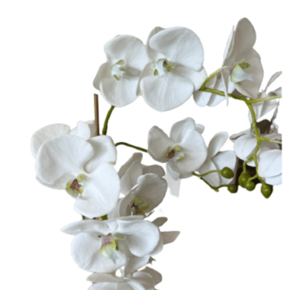 white pot orchid