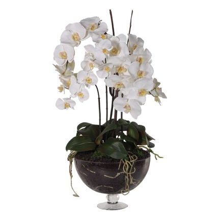 White Orchid in Glass Bowl