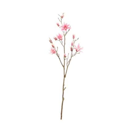Rose Magnolia