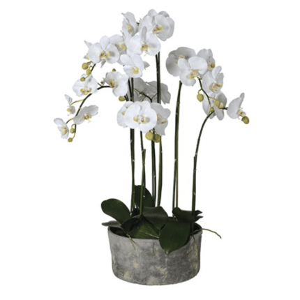 White Orchid Plants in Round Grey Cement Pot
