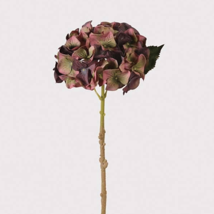 Fig Hydrangea