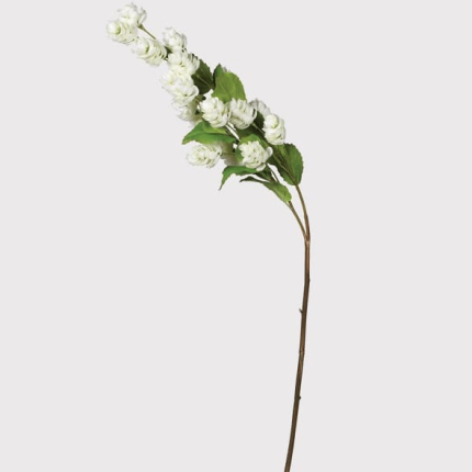 Hops Stem