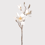 Anise Magnolia Stem