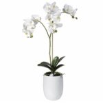 Orchid Tall Plant in White Pot