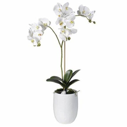 Orchid Tall Plant in White Pot